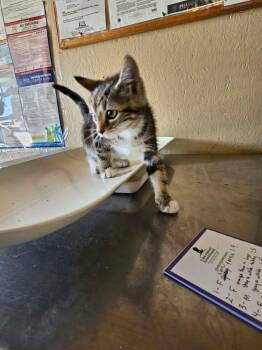 Iris -  Domestic Short Hair Cat for Adoption in Shelbyville, Tennessee - Iris | PetCurious