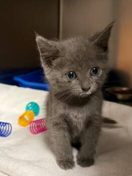 Sapphire (Petsmart) -  Domestic Short Hair Cat for Adoption in Ocala, Florida - Sapphire (Petsmart) | PetCurious