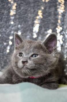 Morgan -  Domestic Short Hair Cat for Adoption in Yakima, Washington - Morgan | PetCurious
