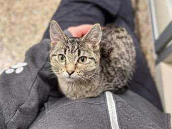 Rescue Domestic Short Hair Cats for Adoption in Hackensack, Minnesota - Skippy | PetCurious