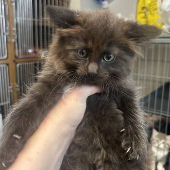 JACK-JACK -  Domestic Medium Hair Cat for Adoption in Richmond, California - JACK-JACK | PetCurious