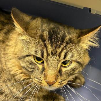 Tigger -  Domestic Short Hair Cat for Adoption in Murray, Utah - Tigger | PetCurious