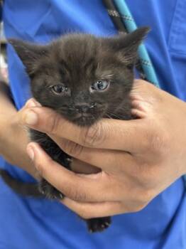 Domestic Short Hair Cats Available for Adoption - DANIEL | PetCurious