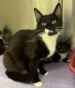 Carol -  Domestic Medium Hair and Domestic Short Hair Cat for Adoption in Bowling Green, Kentucky - Carol | PetCurious