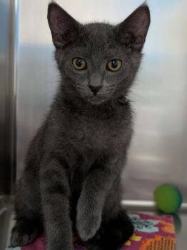 Stacey -  Domestic Short Hair Cat for Adoption in Sherwood, Oregon - Stacey | PetCurious