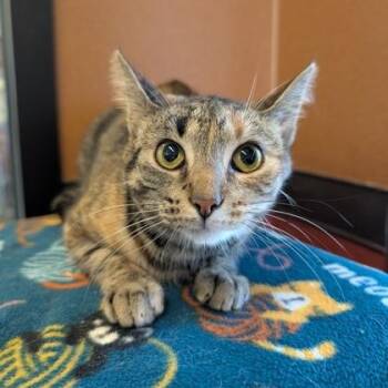 Osha -  Domestic Short Hair Cat for Adoption in Rochester, Minnesota - Osha | PetCurious