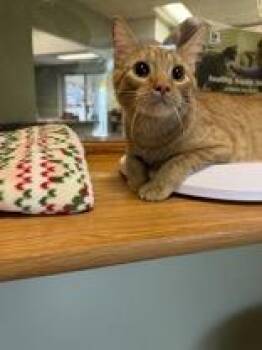 Tot -  Domestic Short Hair Cat for Adoption in Mineral Point, Wisconsin - Tot | PetCurious