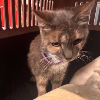 Stella -  Domestic Short Hair Cat for Adoption in Allentown, Pennsylvania - Stella | PetCurious