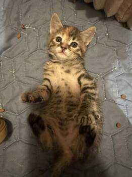 Yupi -  Domestic Short Hair Cat for Adoption in Aurora, Colorado - Yupi | PetCurious
