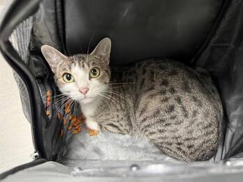 Domestic Short Hair Cats Available for Adoption in Antioch, California - HANNAH LAING | PetCurious