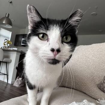 Calf -  Domestic Short Hair Cat for Adoption in New Berlin, Wisconsin - Calf | PetCurious
