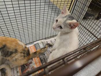 CHRISTOPHER -  Domestic Short Hair Cat for Adoption in Tustin, California - CHRISTOPHER | PetCurious