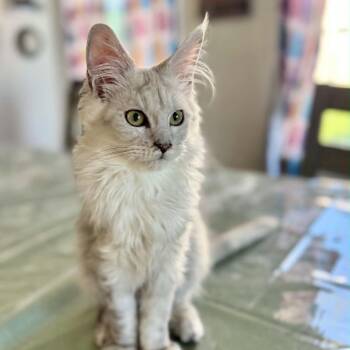 Maine Coon Cats Available for Adoption in Manchester, Maryland - Panini | PetCurious