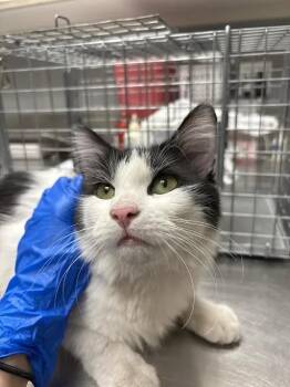 WILLOW -  Domestic Long Hair Cat for Adoption in Las Vegas, Nevada - WILLOW | PetCurious