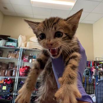 Domestic Short Hair Cats Available for Adoption in League City, Texas - Asparagus | PetCurious
