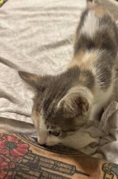 Sassafras -  Calico and Domestic Short Hair Cat Available for Adoption in Plumerville, Arkansas - Sassafras | PetCurious
