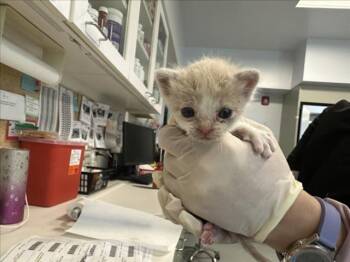 ZEPHYR -  Domestic Short Hair Cat for Adoption in Santa Fe, New Mexico - ZEPHYR | PetCurious