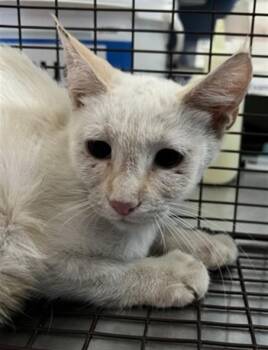 PAM -  Domestic Short Hair Cat for Adoption in San Bernardino, California - PAM | PetCurious