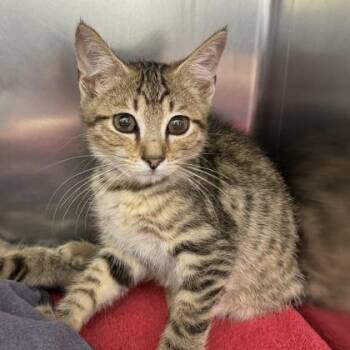 Bonnaroo -  Domestic Short Hair Cat for Adoption in Richmond, Virginia - Bonnaroo | PetCurious