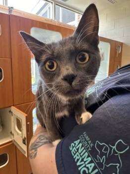 Domestic Short Hair Cats Available for Adoption in Fairfax, Virginia - Nadous | PetCurious