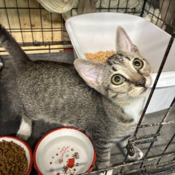 Beau -  Tabby Cat for Adoption in Bridgeton, North Carolina - Beau | PetCurious