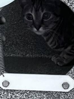 Zucca -  Domestic Short Hair Cat Available for Adoption in Daytona Beach, Florida - Zucca | PetCurious