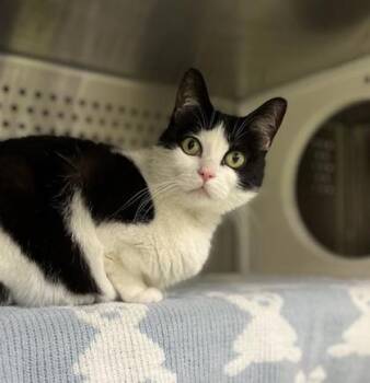 Domestic Short Hair Cats Available for Adoption in Montreal, Quebec - Hooks | PetCurious