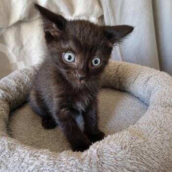 Pocahontas -  Domestic Short Hair Cat for Adoption in Denver, Colorado - Pocahontas | PetCurious