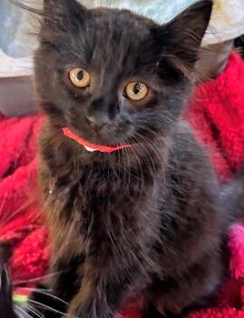 Sneezy -  Domestic Short Hair Cat for Adoption in Hinckley, Illinois - Sneezy | PetCurious