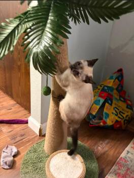 Toasted Coconut -  Domestic Short Hair Cat for Adoption in Reno, Nevada - Toasted Coconut | PetCurious