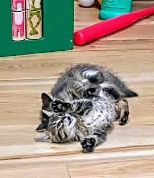 C328 Litter Tucker -  Domestic Short Hair and Tabby Cat for Adoption in Livonia, Michigan - C328 Litter Tucker | PetCurious
