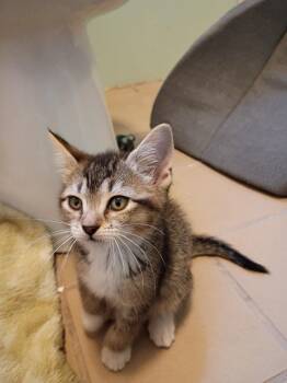 Domestic Short Hair Cats Available for Adoption in Hardeeville, South Carolina - Maple | PetCurious