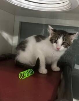 Alan -  Domestic Short Hair Cat for Adoption in Hutchinson, Minnesota - Alan | PetCurious