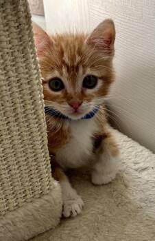 Simon Le Blue -  Domestic Short Hair Cat for Adoption in Beaverton, Oregon - Simon Le Blue | PetCurious