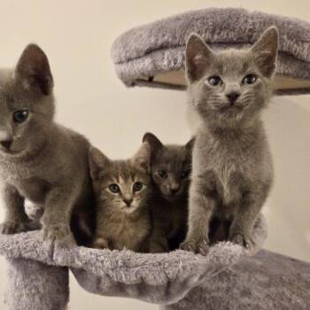 Russian Blue and Manx Cats Available for Adoption in Knoxville, Tennessee - Pinto | PetCurious