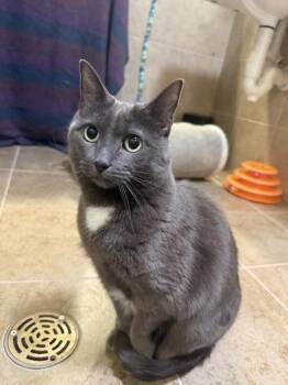 Earlobe/ Kneecap / Armpit -  Domestic Short Hair Cat Available for Adoption in Duluth, Minnesota - Earlobe/ Kneecap / Armpit | PetCurious