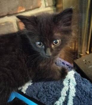 Mbappé -  Domestic Short Hair Cat for Adoption in Atlanta, Georgia - Mbappé | PetCurious
