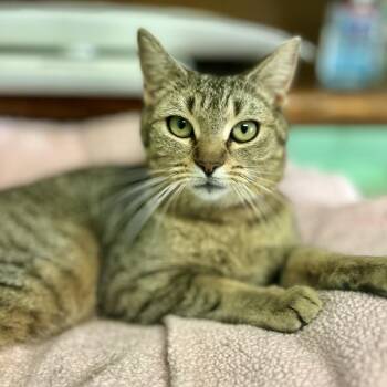 Domestic Short Hair Cats Available for Adoption in Philadelphia, Pennsylvania - Li