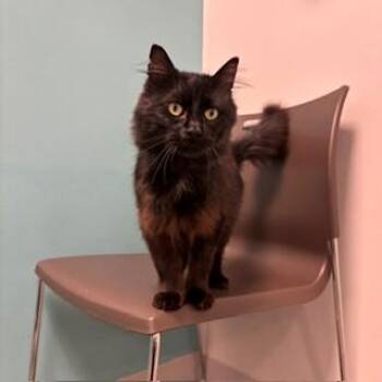 Hatachi -  Domestic Medium Hair and Domestic Short Hair Cat for Adoption in Janesville, Wisconsin - Hatachi | PetCurious