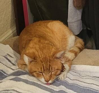 Domestic Short Hair Cats Available for Adoption - LUKE | PetCurious