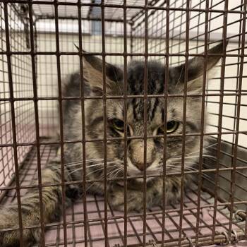 A613743 -  Domestic Long Hair Cat for Adoption in Modesto, California - A613743 | PetCurious