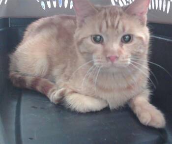 Domestic Short Hair Cats Available for Adoption in Omaha, Nebraska - CASHEW | PetCurious