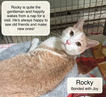 Rocky and Joy -  Domestic Short Hair Cat for Adoption in Ellicott City, Maryland - Rocky And Joy | PetCurious