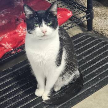 Noah -  Domestic Short Hair Cat for Adoption in Corydon, Indiana - Noah | PetCurious