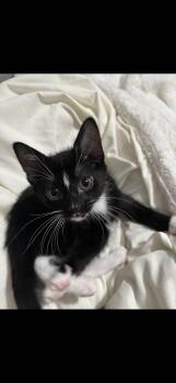 Pluto and Saturn (bonded pair) -  Domestic Short Hair Cat for Adoption in Wheaton, Illinois - Pluto And Saturn (bonded Pair) | PetCurious