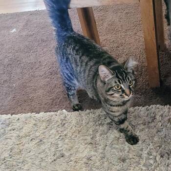 Trix -  Domestic Short Hair Cat for Adoption in Carlin, Nevada - Trix | PetCurious