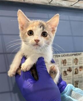 MARIE -  Domestic Short Hair Cat for Adoption in San Bernardino, California - MARIE | PetCurious