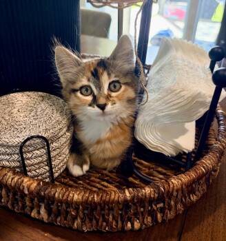 Cessna -  Calico Cat for Adoption in Pasco, Washington - Cessna | PetCurious