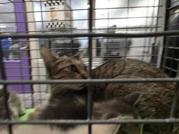 NO NAME -  Domestic Short Hair Cat for Adoption in Houston, Texas - NO NAME | PetCurious