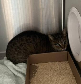 Scooby -  Domestic Short Hair Cat for Adoption - Scooby | PetCurious